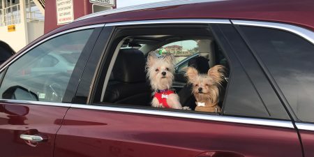 Best cars for traveling with a pet and dog car seats ensure everyone has a good ride