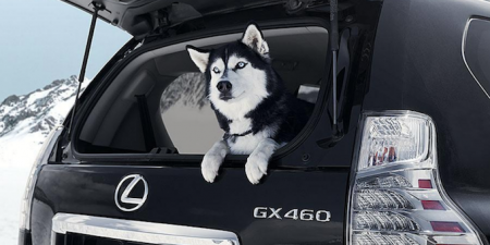 Lexus, Sleepypod and A Girls Guide to Cars Team to Teach Pet Travel Safety