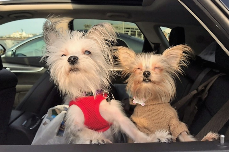 dog car seatbelt pet restraint