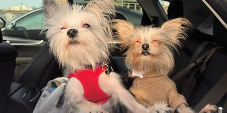 dog car seatbelt pet restraint