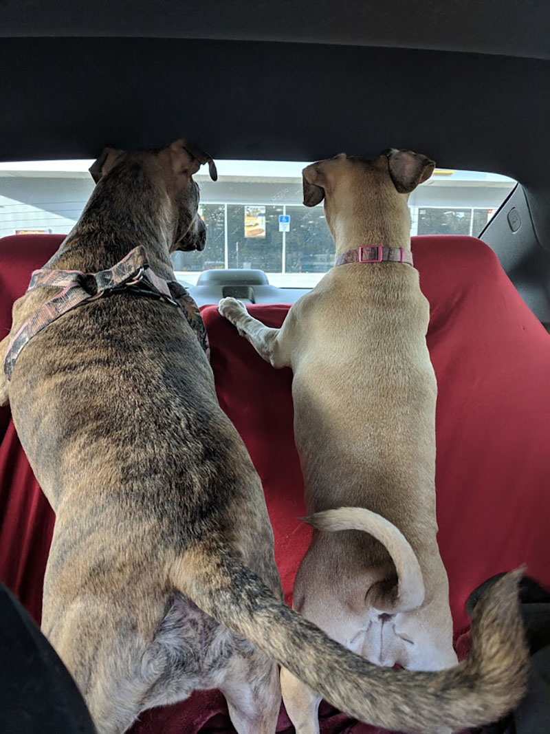 Lilly and Zero are waiting for their bestie to come back to the car while at a pit stop! 