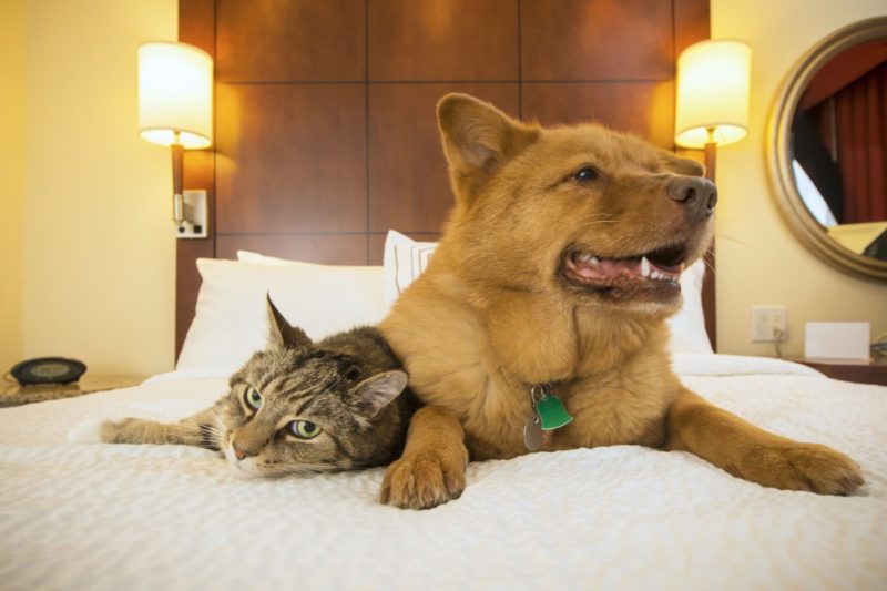 dog and cat, laying on a hotel bed