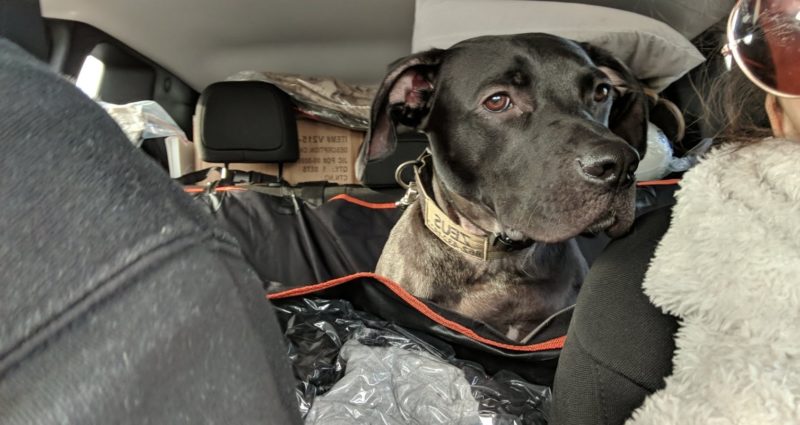 Dog on a road trip 