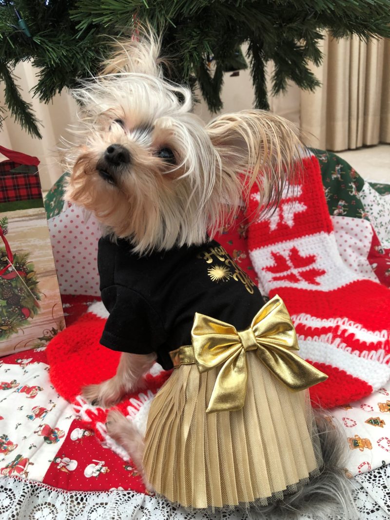 Molly New Year 2020