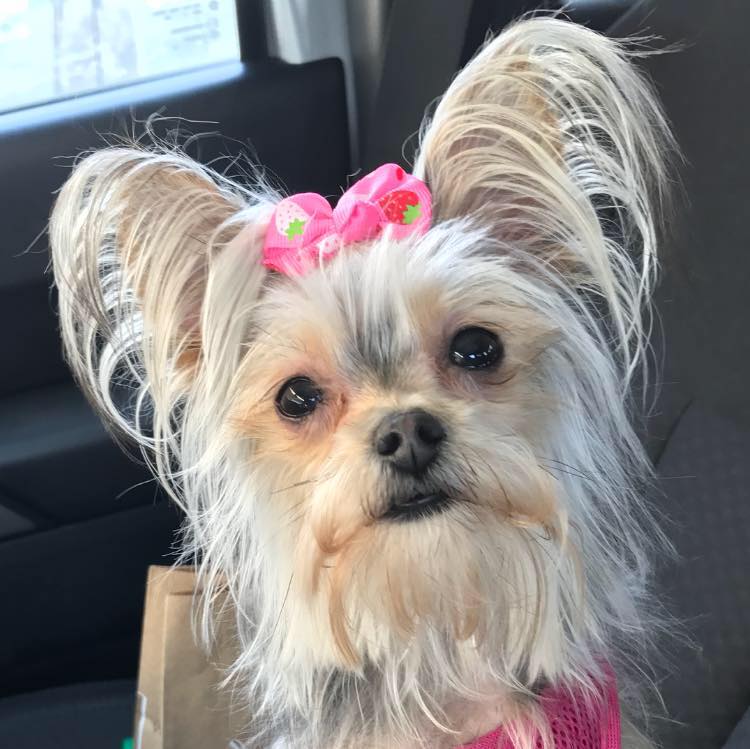 National Dress Up Your Pet Day