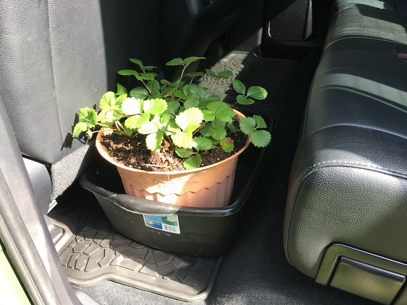 Protecting Your Car During Garden Season