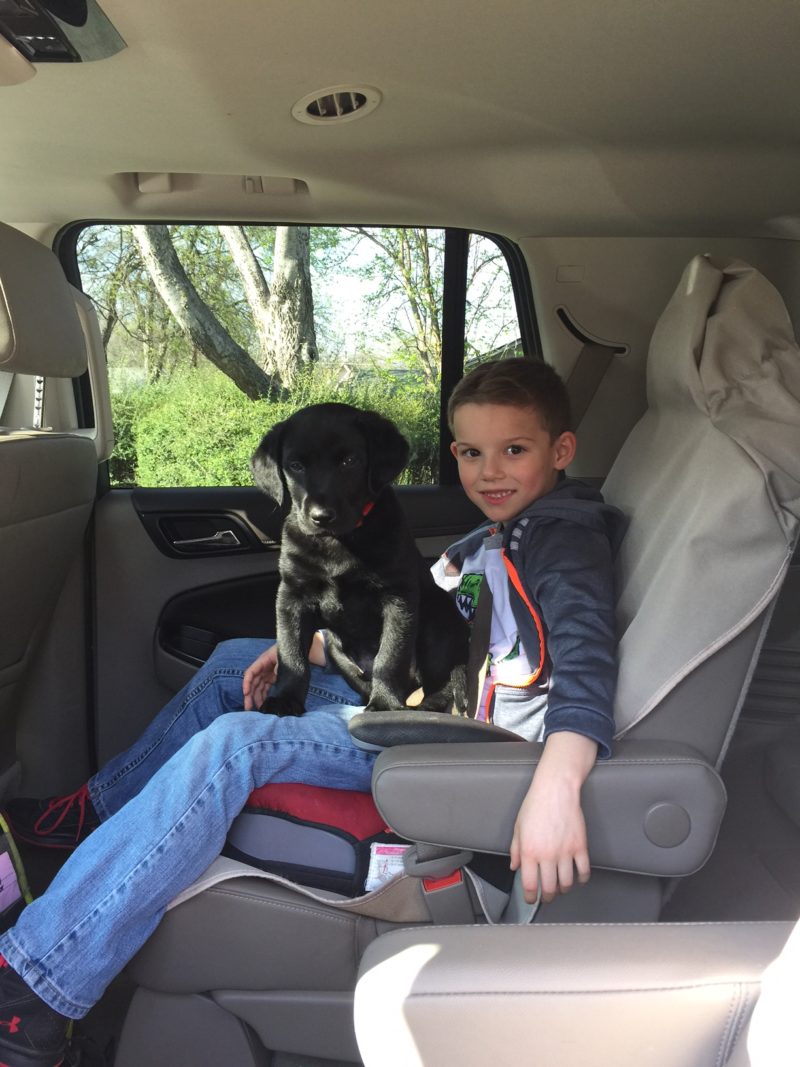 Safe road trip with kids and dogs