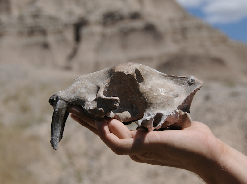 A Saber Tooth fossil found at Badlands National Park. Photo: National Park Service.