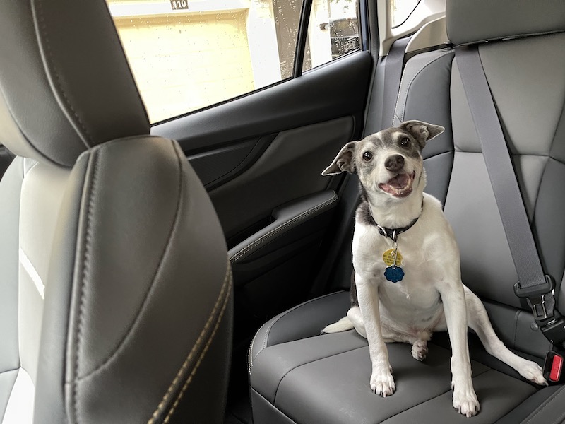 Eli was happy in the Cross Trek's back seat
