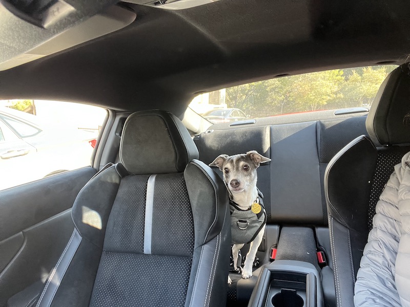 The rear seat is actually ideal for pups, groceries and handbags