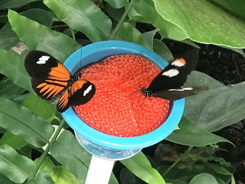 Butterflies in the atrium at Hershey Gardens. Photo: Evelyn Kanter