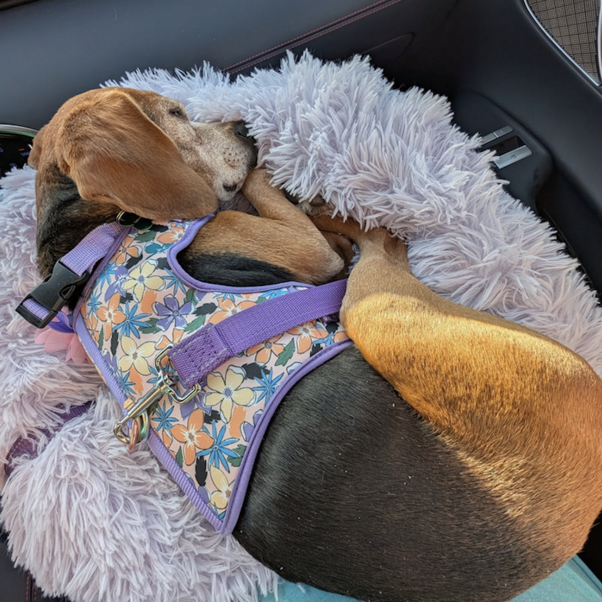 A Girls Guide To Cars | Fred The Rescue Dog Makes It 'Home' For Christmas: Operation Frodo, 20 Journalists And The 23 Rescue Dogs They Drove Cross Country - Operation Frodo Rescue Dogs Gracie Sam Abuelsamid