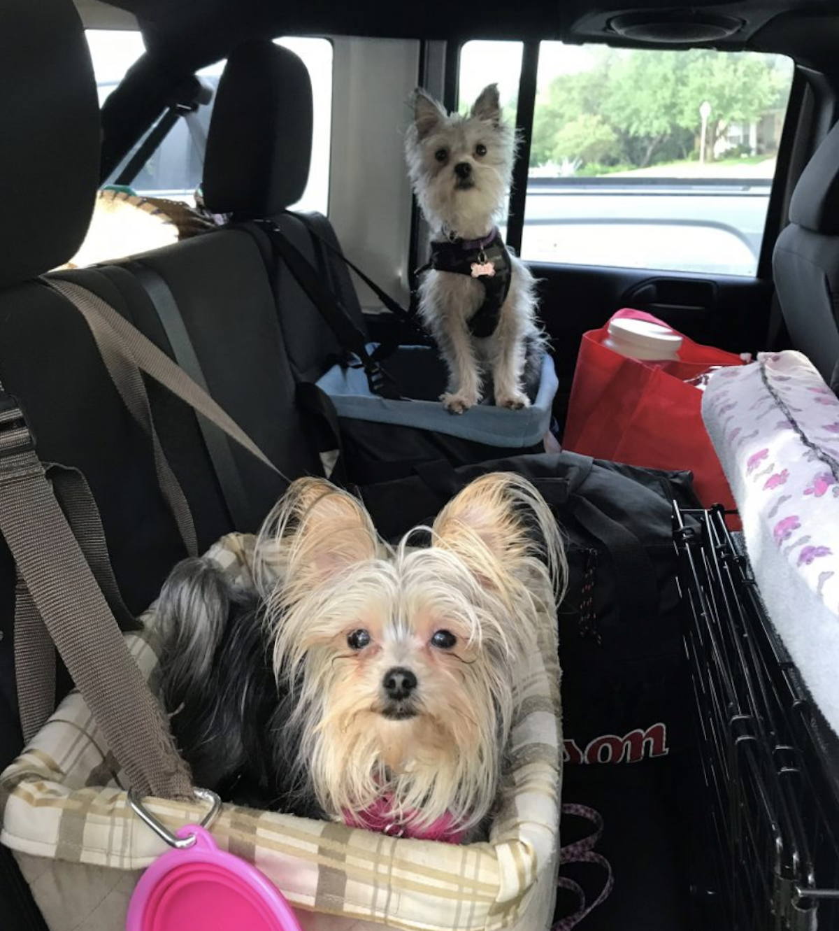Can I Take My Dog to Mexico by Car: Essential Tips for a Safe Trip