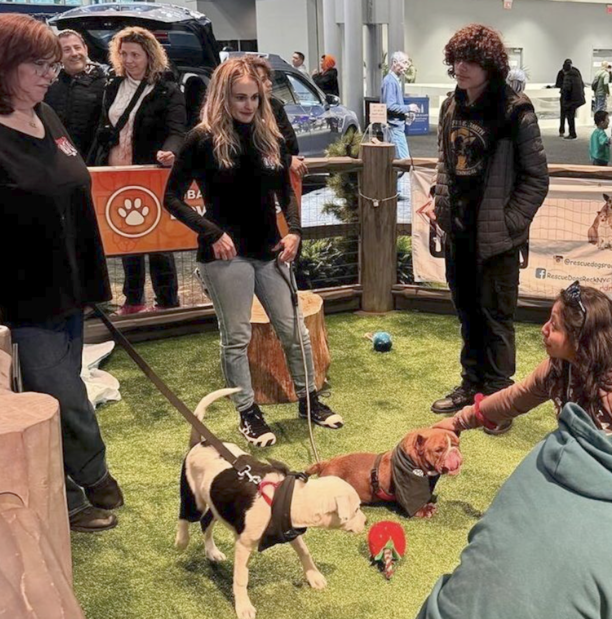 Subaru Pet Adoption At Ny Auto Show