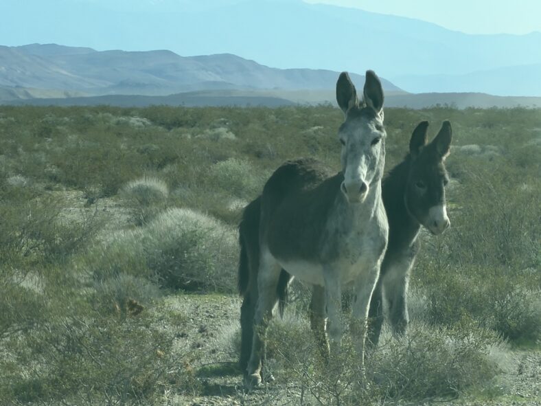 Finding Nature, And Burros On The Trail, Is The Goal Ford Explorer Tremor 