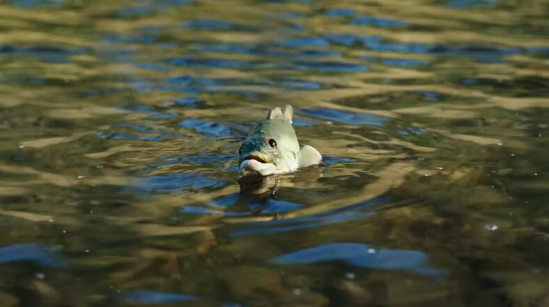 The Jeep Cherokee Hybrid Commercial Used For The Super Bowl